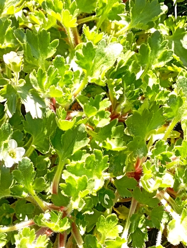 Image of Saxifraga aquatica by (c) jordi espar, some rights reserved (CC BY)