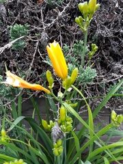 Hemerocallis lilioasphodelus