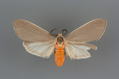 Pygarctia murina