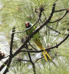 Psittacula himalayana