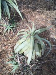 Bulbine succulenta