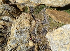 Selaginella asprella