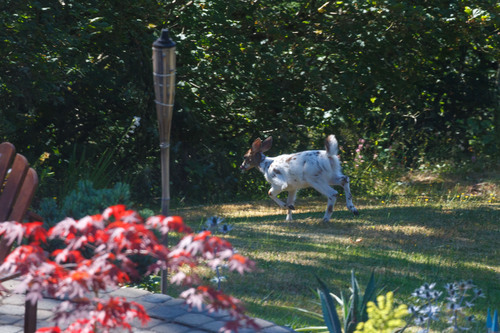 Columbian Black-tailed Deer photographed in Washington