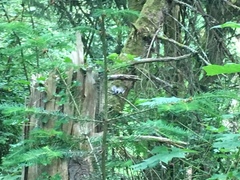 Poecile atricapillus