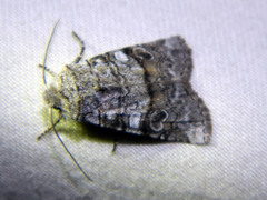 Litholomia napaea