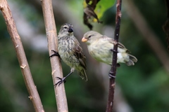 Camarhynchus parvulus