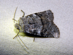 Litholomia napaea