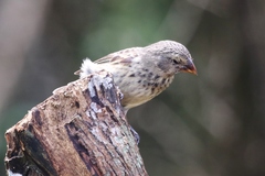 Camarhynchus parvulus