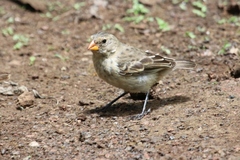 Camarhynchus parvulus