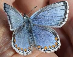 Polyommatus bellargus