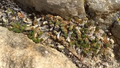 Selaginella asprella