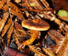 Austropaxillus muelleri