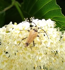 Trigonarthris