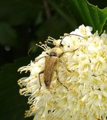 Trigonarthris