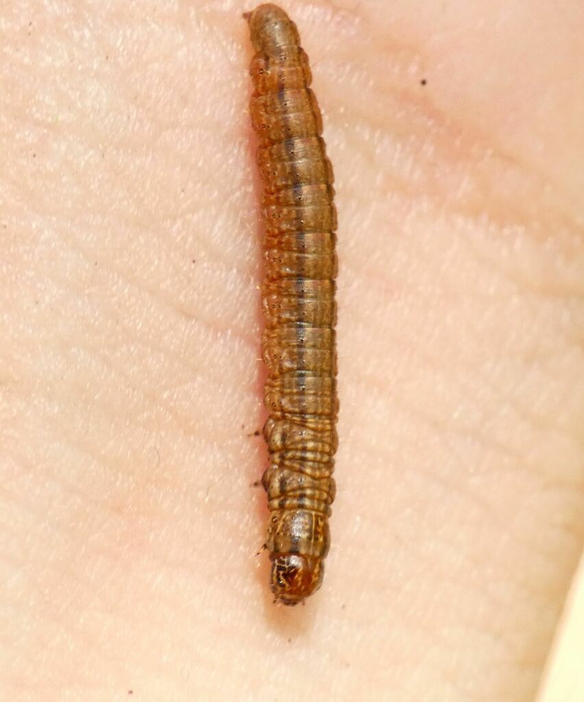Pococera vacciniivora