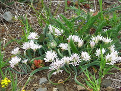 Allium crenulatum