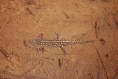 Tarahumara Salamander photo 3