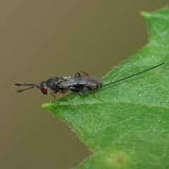 Podagrion