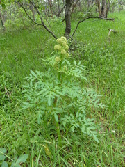 Prionosciadium thapsoides