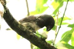 Platyspiza crassirostris