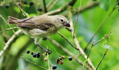 Platyspiza crassirostris