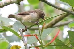 Platyspiza crassirostris