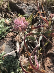 Allium anceps