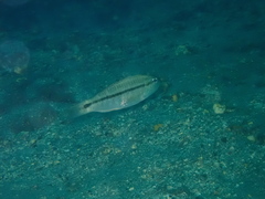 Bridled Sand Perch photo 3