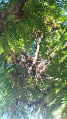 Turdus migratorius propinquus