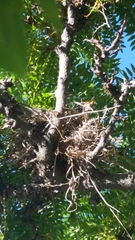 Turdus migratorius propinquus