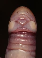 Cape Worm Lizard photo 3