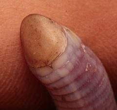 Cape Worm Lizard photo 4