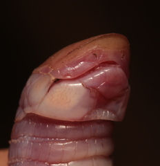 Cape Worm Lizard photo 2