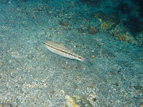 Bridled sand perch (Diplectrum rostrum) — Serranidae