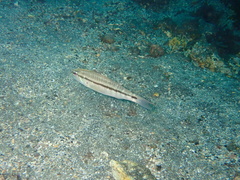 Bridled Sand Perch photo 5