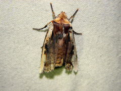 Xylena curvimacula