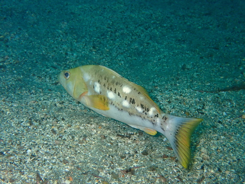 Whitespotted sand bass (Paralabrax albomaculatus) — Serranidae — 2
