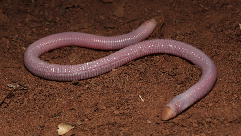 Cape Worm Lizard