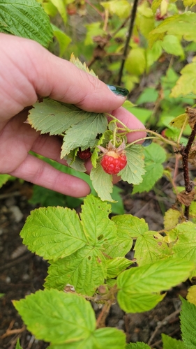 Raspberry plant photo (Rubus idaeus)