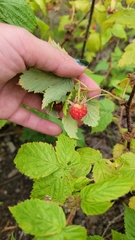 American Raspberry (Rubus strigosus)