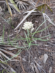 Asclepias michauxii