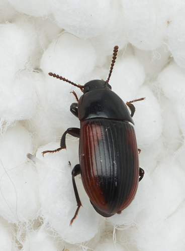 Eutochia lateralis observed 2019-06-04