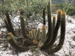 Micranthocereus auriazureus