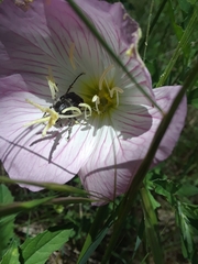 Trichiotinus texanus