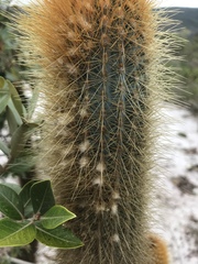Micranthocereus auriazureus