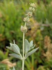 Atriplex watsonii