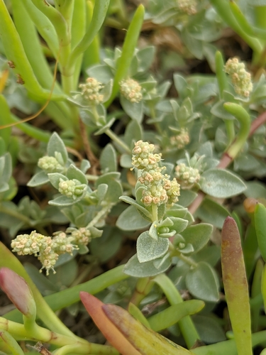 Image of Atriplex watsonii by no rights reserved