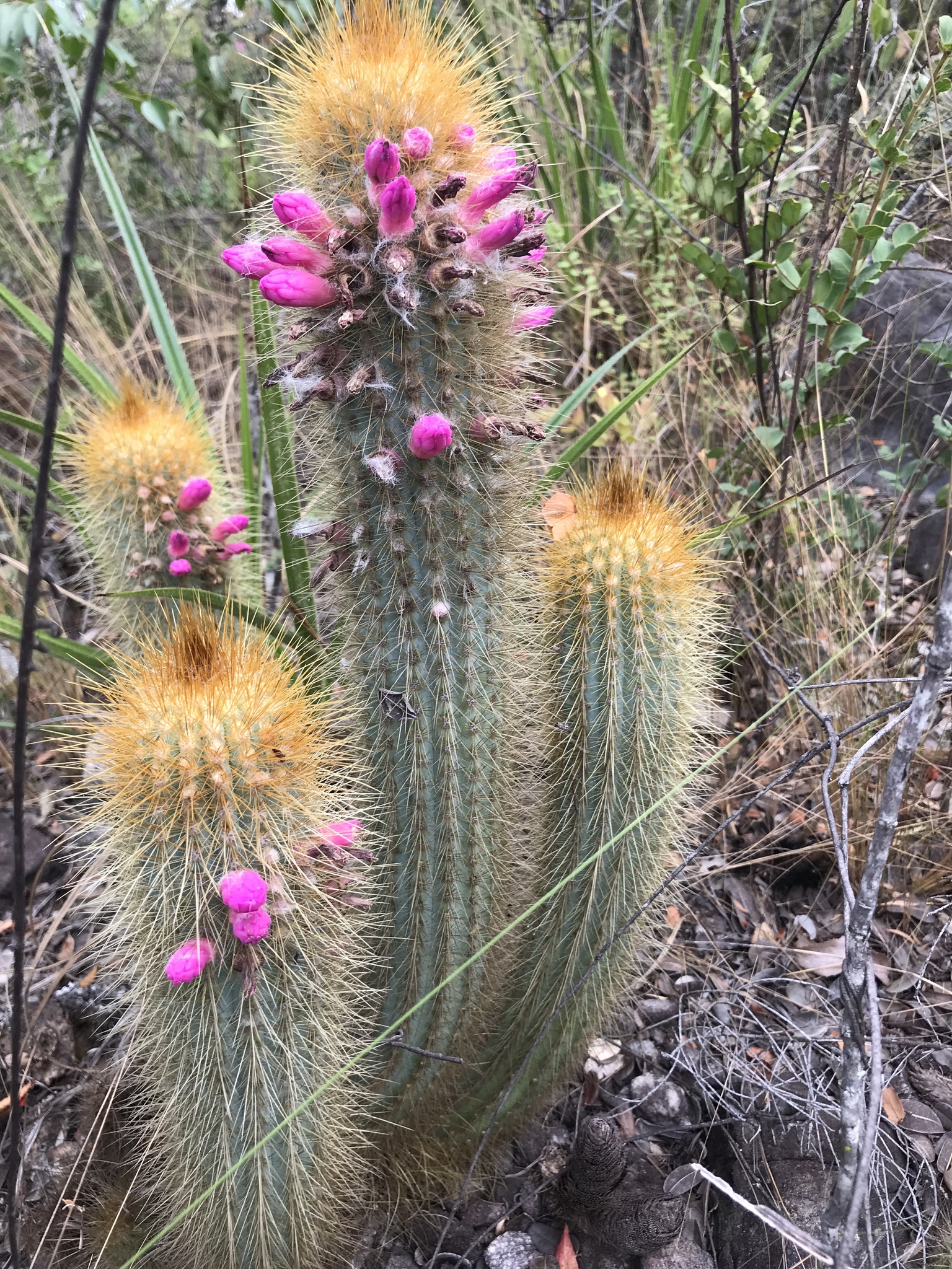 Micranthocereus