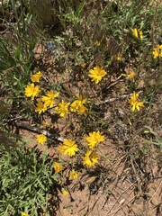 Pentachaeta aurea aurea