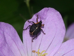 Mononychus vulpeculus